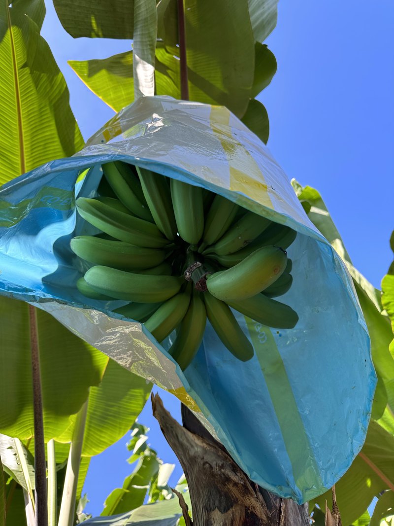 Bagged plantain bunch on treated ground, June 2024