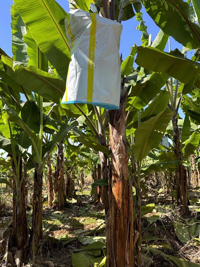 Plantain bunch on the trial block, June 2024