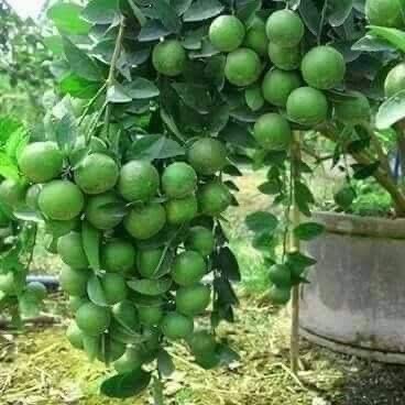 Limes on the tree
