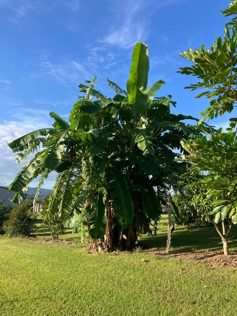 Mature plantain on treated ground at East Palmerston
