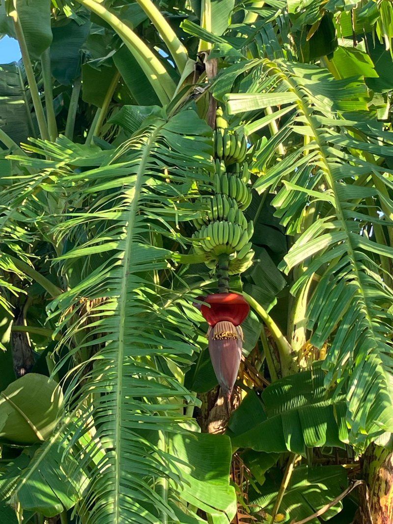 Plantain in flower on treated ground at East Palmerston