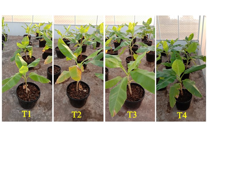 Cavendish banana at four treatment rates, T1 untreated to T4 at 3 tonnes per hectare