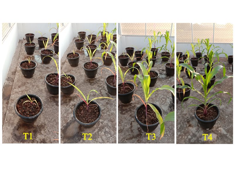 Sweet corn at four treatment rates, T1 untreated to T4 at 3 tonnes per hectare