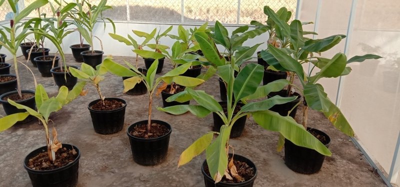 Four treatment rates side by side at the Plant Protection Centre
