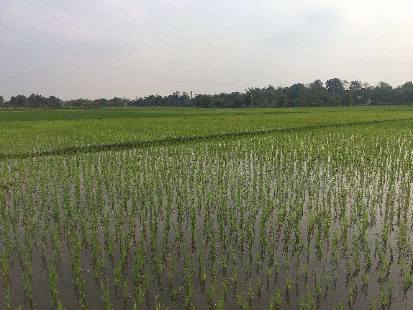 Dry season rice at Tha Ngon, Lao PDR