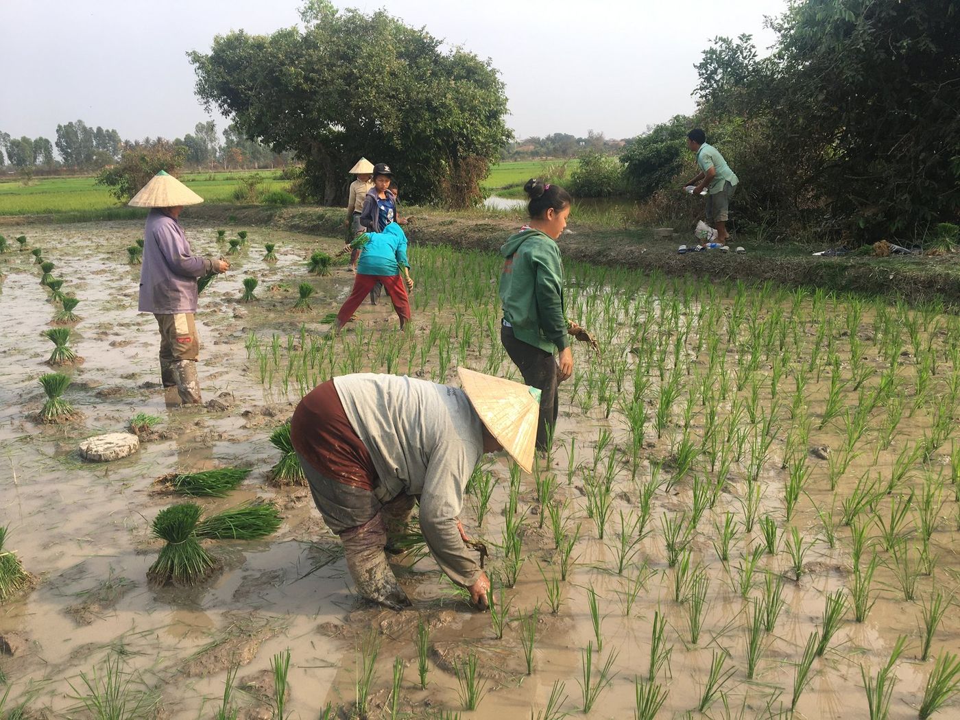 Transplanting rice at the Tha Ngon trial site