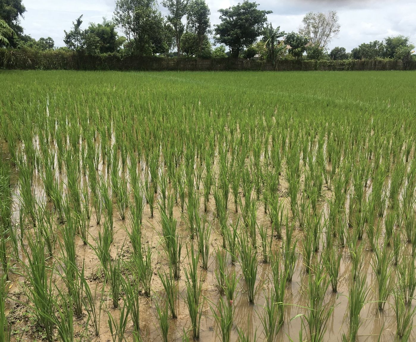 Wet season rice in tiller at Tha Ngon