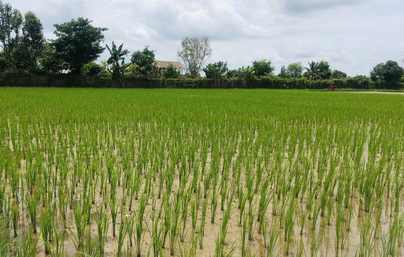 Wet season rice at Tha Ngon, Lao PDR