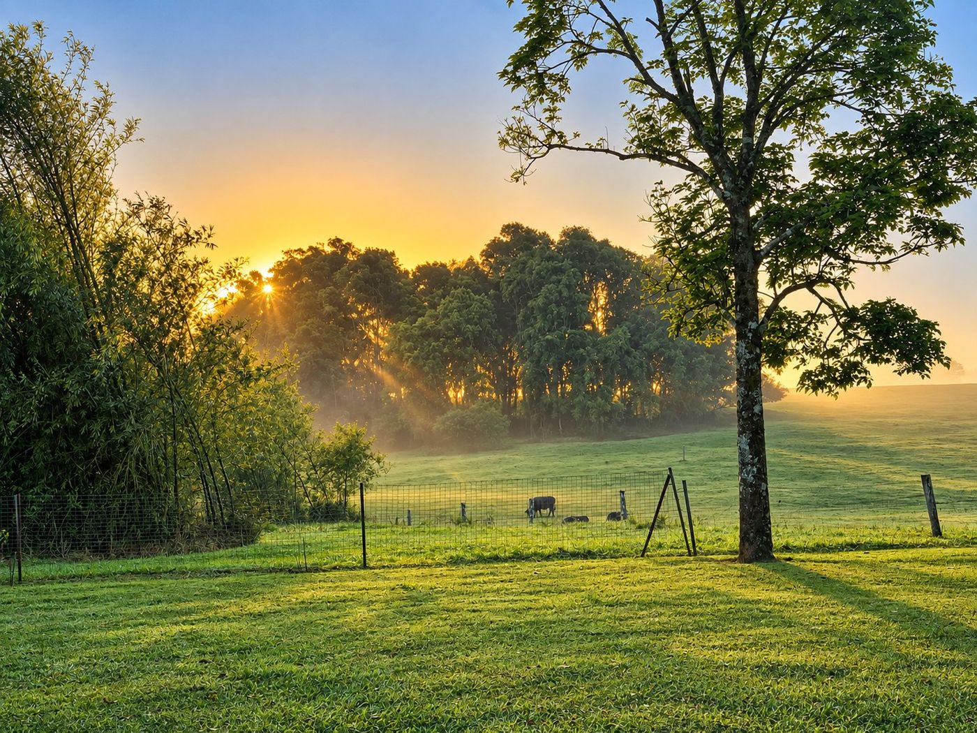 Sunrise over pasture on the Atherton Tablelands near the Krakatoa deposit