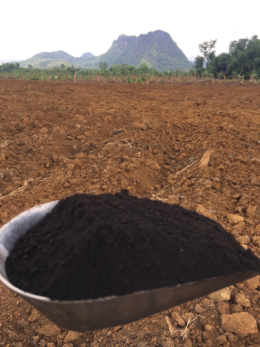 The Black Stuff on prepared ground at Vang Vieng, Lao PDR