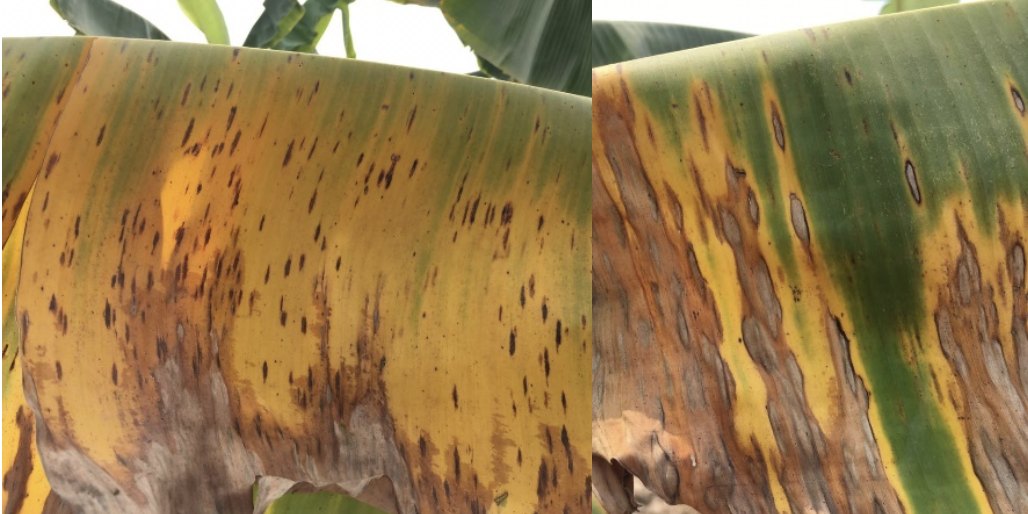 Tropical Race 1 symptoms on a banana pseudostem