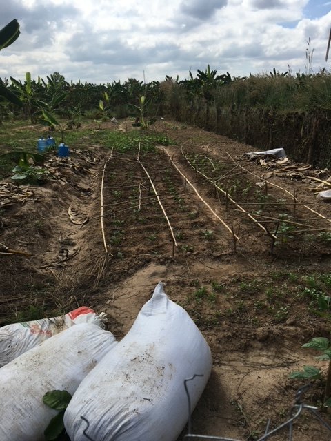 The untreated control plot at Thongmang, where all bananas died