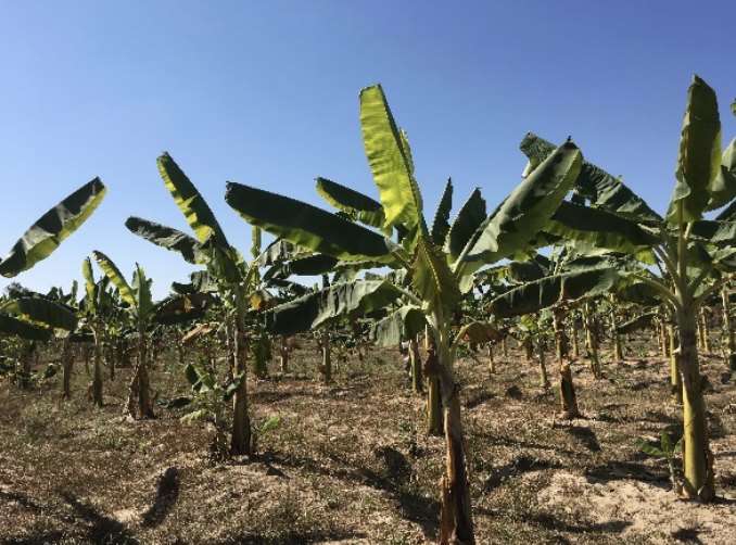 Bananas treated at 3 tonnes per hectare at Thongmang