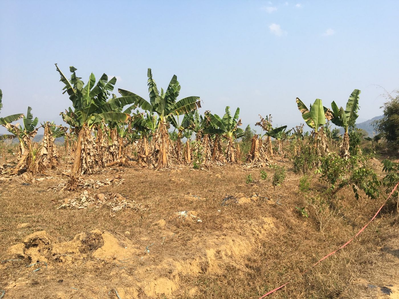 Tropical Race 4 affected bananas on the Vang Vieng trial site
