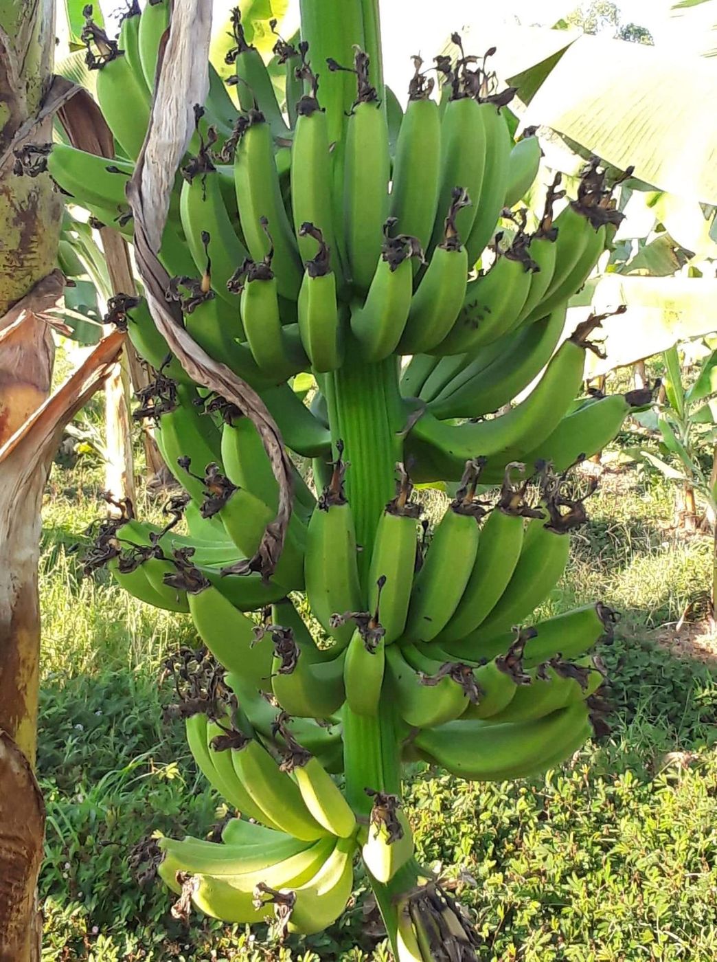 Banana bunch on a treated plant at the Vang Vieng trial