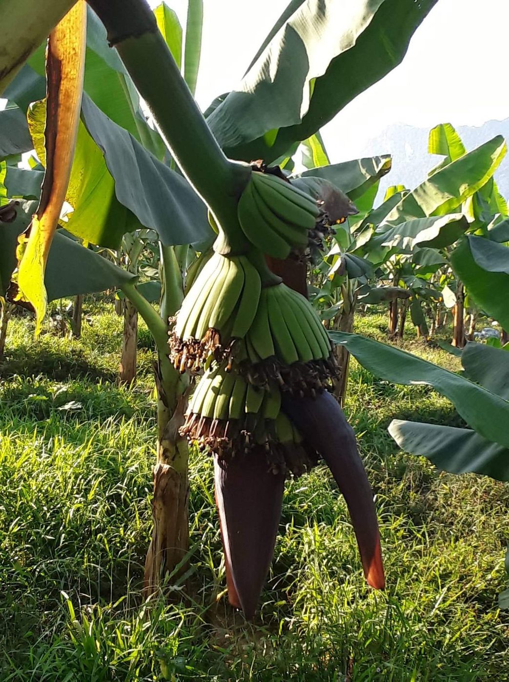 Banana plant treated at 3 tonnes per hectare, Vang Vieng