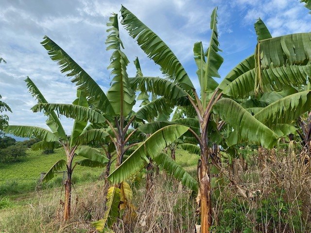 Treated plantains at East Palmerston, November 2022